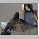 Turdus merula - Amsel m05.jpg